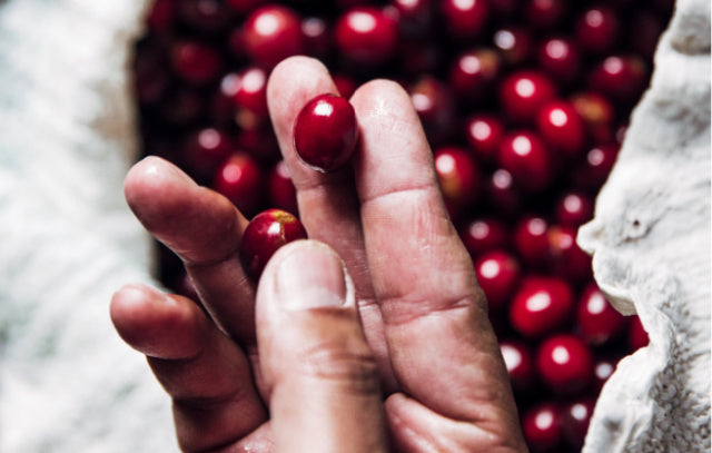 Storing your coffee - Atmos Canister